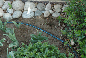 a drip system installed by our Poway drip irrigation installation team