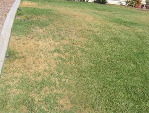 due to poor irrigation this lawn is mostly brown